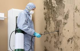 Why You Should Choose Our Mold Remediation Services in Whitney Point, NY